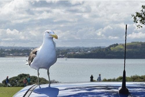 Uncovering the Truth Behind Bird Dropping Damage: Insights from Autoglym
